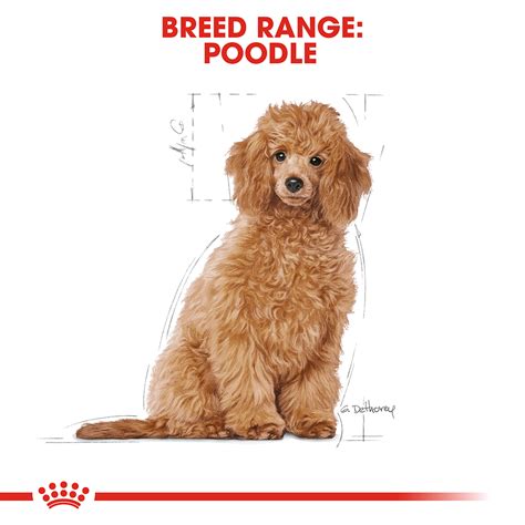 Has been added to your cart. Buy Royal Canin Poodle Puppy Dry Dog Food Online | Low ...
