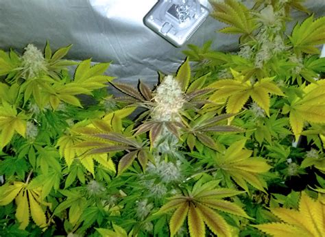 How To Identify And Get Rid Of Cannabis Bud Rot Or Mold