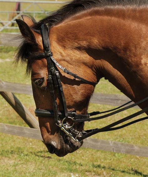 Heritage English Leather Double Comfort Bridle Horse And Hoof