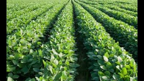 Pest birds are responsible for millions of dollars in damages every year. The cultivation of pulses in the primary tree yields - YouTube