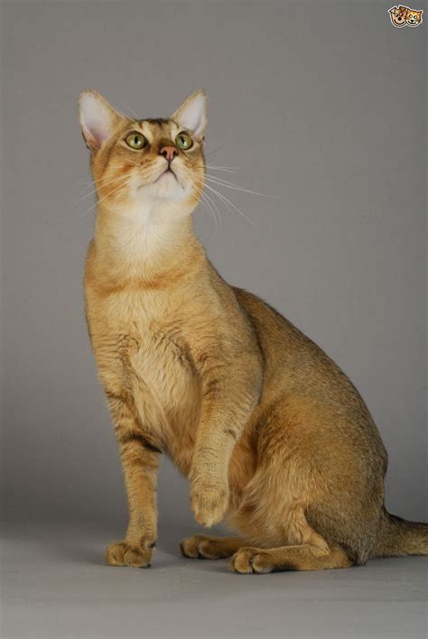 The Top 8 Largest Domestic Cat Breeds Chausie Cat