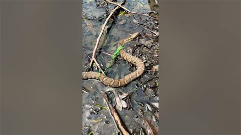 Copperhead Vs Northern Water Snake 🐍 Shorts Snake Youtube