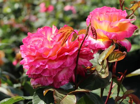Edelrose Pink Paradise Finde Deine Neue Rose Online Ratgeber