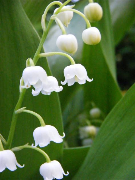 Bloemen Lilly Of The Fields Beautiful Flowers Lovely Foraging Lily