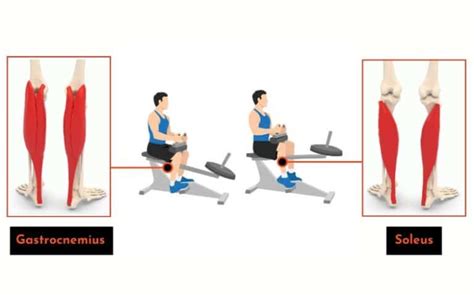 Seated Calf Raises Master This Exercise For Stronger Calves