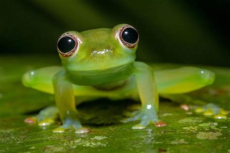 Glass frog is nocturnal and spends its days hidden under leaves and among branches. Glass Frog | Glass frog, Cute frogs, Frog
