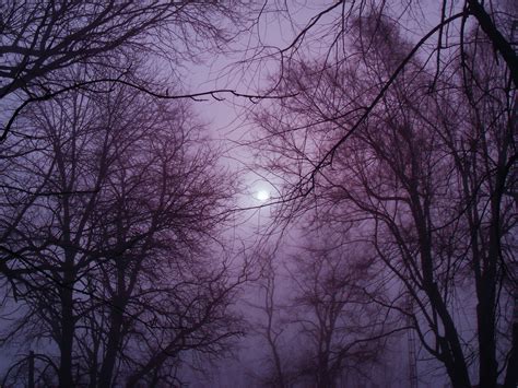 Free Images : tree, nature, branch, cold, sky, fog, sunrise, mist, dawn