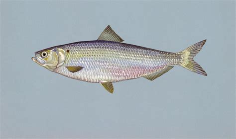 Fileblueback Herring Fish Image Wikimedia Commons