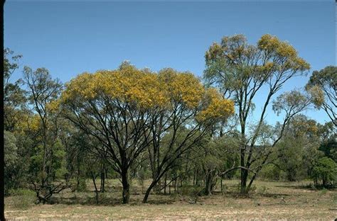 Factsheet Acacia Harpophylla