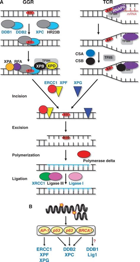 Named entity recognition (ner) labels sequences of words in a text which are the names of things, such as person and. Regulation of NER. (A) Mechanism of NER and key proteins ...