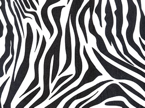 Zebra Tissue Paper 20x30 Bulk 240 Sheet Pack Nashville Wraps