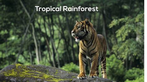 Animals Tropical Rainforest Biome Tropical Rainforest Animals
