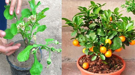 How To Grafting Oranges New Idea Growing Oranges Youtube