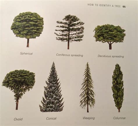 The shape of thecanopy is determined by the type of tree and the surrounding space. Beautify - January 2019 - Helping People Grow