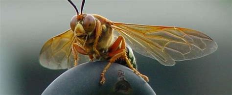 We did not find results for: Detailed information on Cicada Killer (Sphecius speciosus)