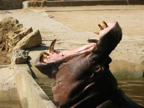 Animals with the mouth wide open (39 pics) - Izismile.com