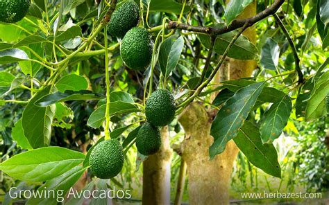 Californian avocados are abundant in late spring and early summer. Growing Avocado | HerbaZest