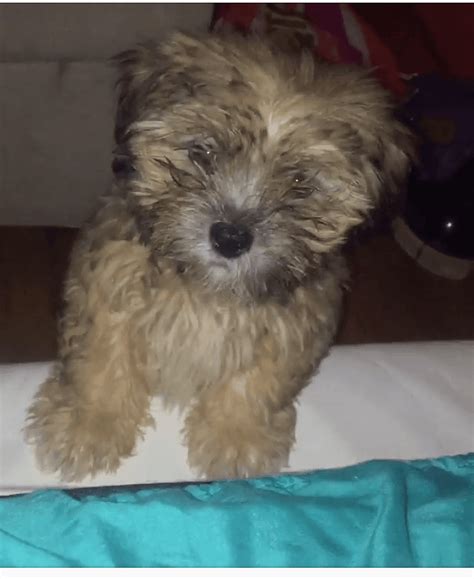 Havanese puppies for sale ca. Havanese Puppies For Sale | Bronx, North Hempstead, NY #181643