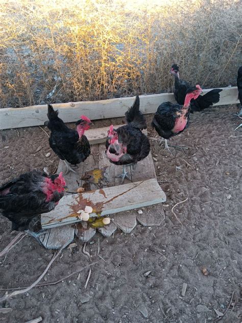 6 Black Naked Neck Turken Chicken Fertile Hatching Eggs EBay