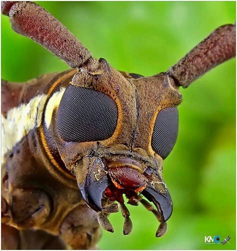 Pin By Craig J Carney On The Zoologist Macro Photos Animals Insects