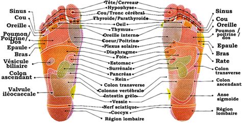 C'est une technique qui permet de travailler sur la globalité de l'être humain à travers les zones réflexes. Stage médecine chinoise et réflexologie plantaire - Terre ...