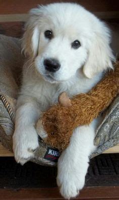 English cream goldens come in a variety of colors, although most are on the lighter side although golden retrievers may look like adults around one year old, mentally they'll still act like crazy, stubborn puppies until they're about two or three. English Cream Golden Retriever, female, Puppy, Puppies ...