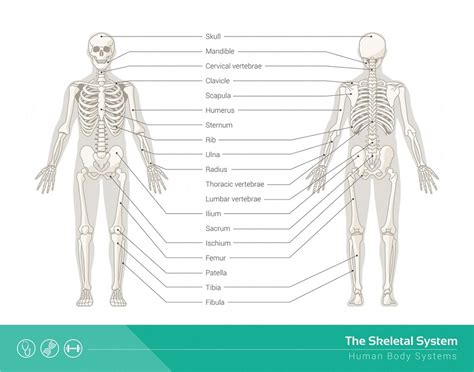 Skeletal System Definition Function And Parts Biology Dictionary