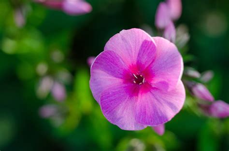 Selective Focus Photograph Of Pink Petaled Flower · Free Stock Photo