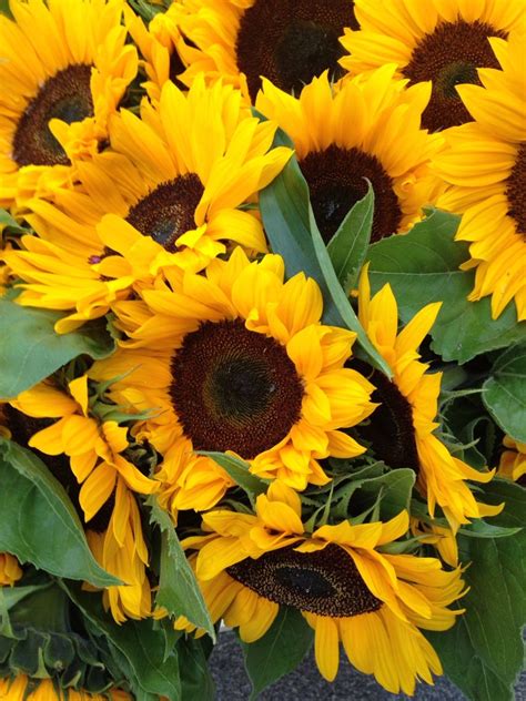 Sep 21, 2021 · it is with deep sorrow that we announce the death of betty ross of east dublin, georgia, who passed away on september 13, 2021, at the age of 86, leaving to mourn family and friends. Street flowers in Dublin | Emerald isle, Cool photos, Flowers