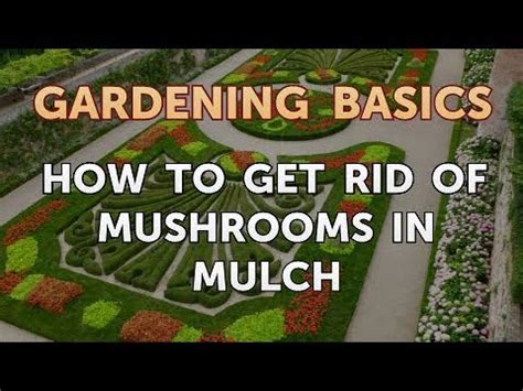 How to Get Rid of Mushrooms in Mulch - YouTube