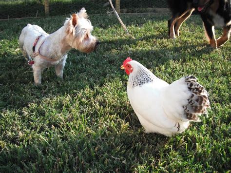 Explore 38 listings for chickens free to good home uk at best prices. FARM LIFE LESSONS: #88 - Little Dog vs. Small Dog vs ...