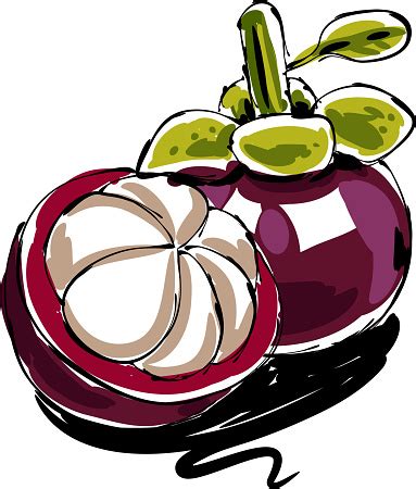 Free mangosteen coloring pages pictures learn to template. Mangosteen Drawing Stock Illustration - Download Image Now ...