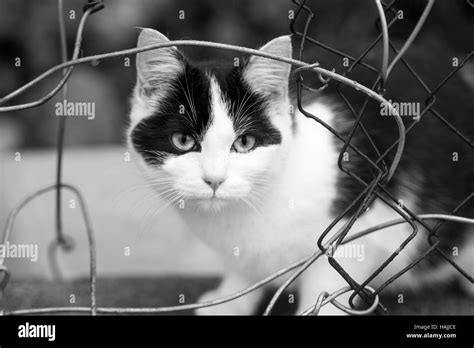 Black And White Stray Cat Stock Photo Alamy