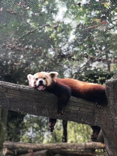 Please Follow Iloveredpandas Took This At Zoo Knoxville Today