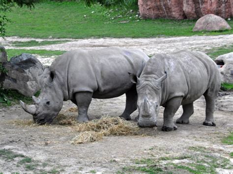An adorable baby indian rhino has been born at the toronto zoo, giving hope to the threatened species. Ceratotherium simum simum / Southern white rhinoceros in ...