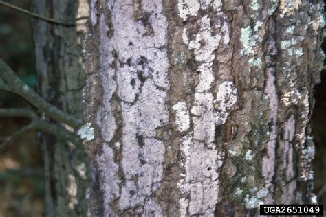 Hypoxylon Canker Of Oak Biscogniauxia Atropunctata Atropunctata On