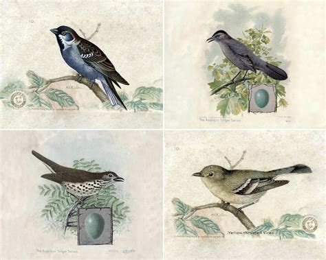 Vintage Bird Prints Printable Ella Claire