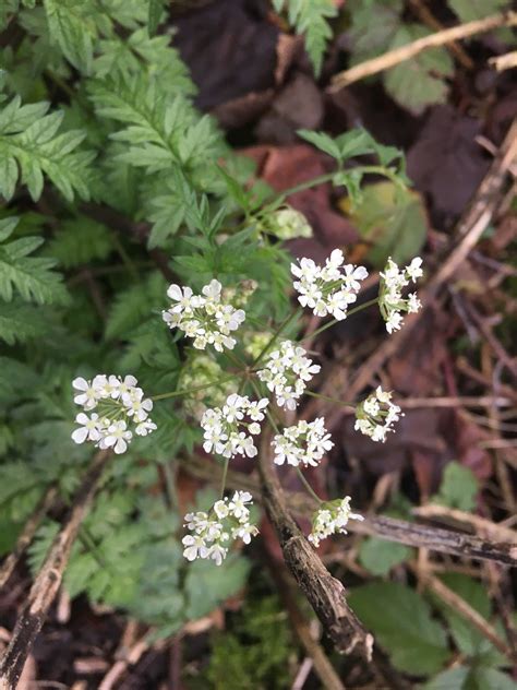 The Flora Of Hutton Roof Anthriscus Sylvestris Cow Parsley