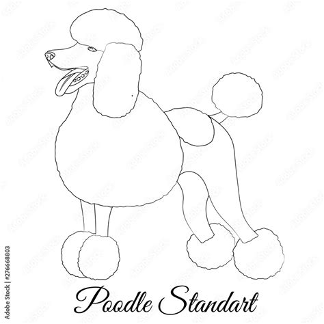 Poodle Drawing Outline