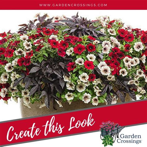 Water it carefully and give it light, it'll thrive with an elite black touch! Create This Look- Sweet Caroline Raven Ipomoea https ...