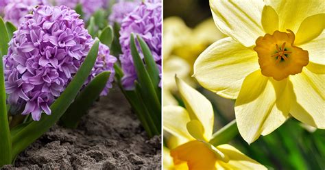 Mother Nature The Best Bulbs To Plant In Fall