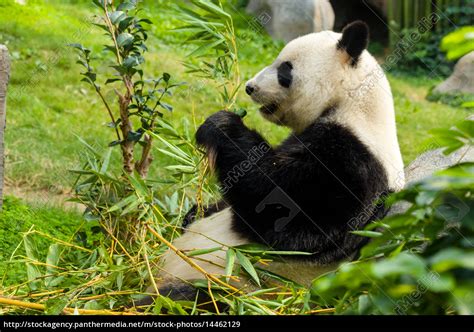 Großer Panda Der Bambus Lizenzfreies Bild 14462129 Bildagentur