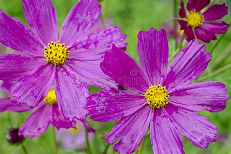 Close Up Of Pink Cosmos Flower With Blur Background Stock Image Image