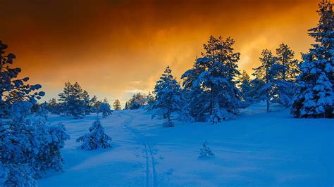 Winter Sunset Winter Time Trees Sky Clouds Snowy Snow Nature