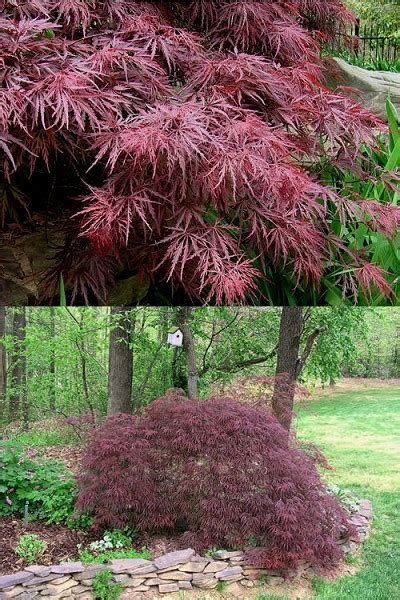 Ships from and sold by japanese maples and evergreens. Buy Crimson Queen Dwarf Japanese Maple Tree For Sale ...