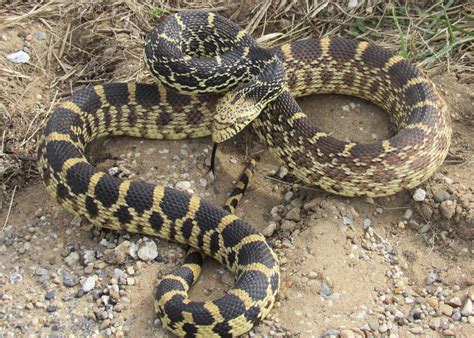 Bullsnake Reptiles Of Cochise County · Inaturalist
