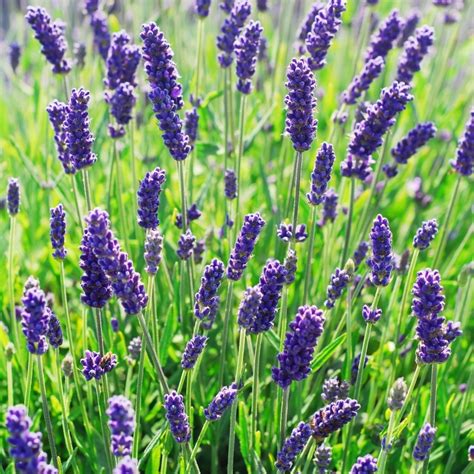 Maybe you would like to learn more about one of these? Cottage Farms Direct - Perennials - 'Munstead' Lavender - 3pc