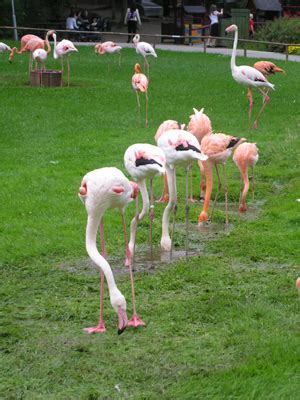 Äta ute i eskilstuna, sverige: Eskilstuna Zoo 1/7-04