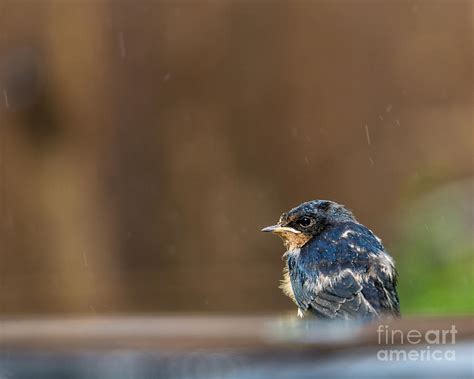 Bird In The Rain Photograph By Blaine Blasdell Pixels