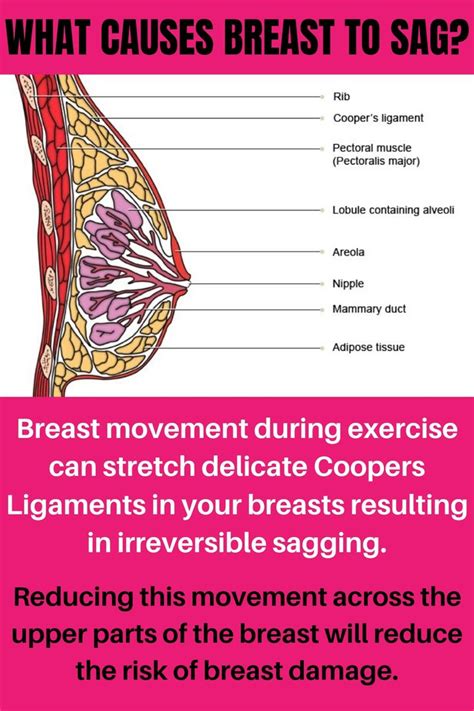 pin on the science of breast support